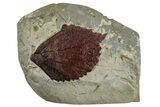 Fossil Leaf (Beringiaphyllum) - Montana #262764-1